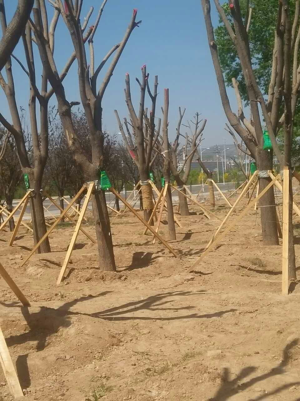 中標甘肅省某公園大樹養護產品---大樹全元素營養輸液吊袋